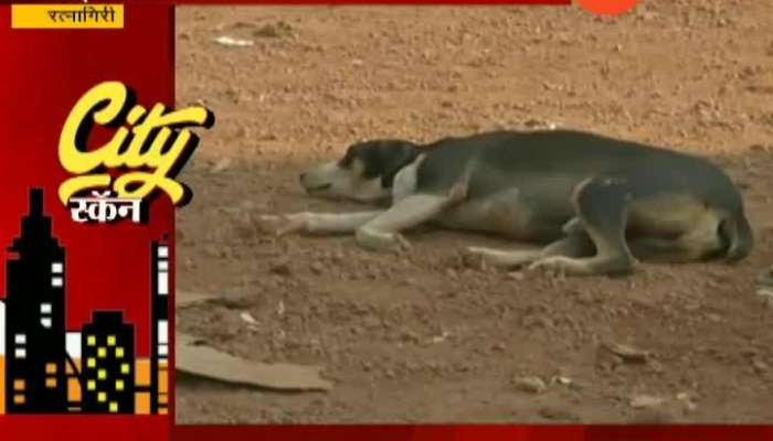 Zee 24Taas Impact Ratnagiri City President On Solution To Stray Dogs And Animals