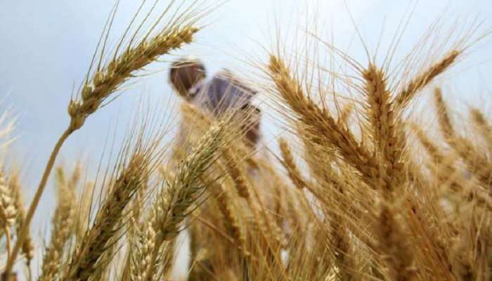 जालना जिल्ह्यातील जलसाठा घटला; रब्बी पिकांवर परिणाम होण्याची शक्यता