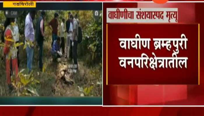 Gadchiroli Tigress Killed