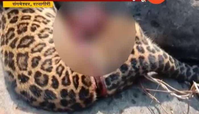  Ratnagiri Sangameshwar Leopard Died From Trap