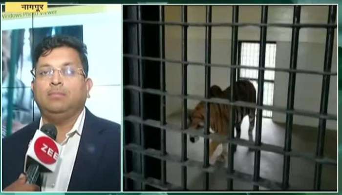  Nagpur Animal Doctor On Sahebrao Tiger Prosthetic Limb
