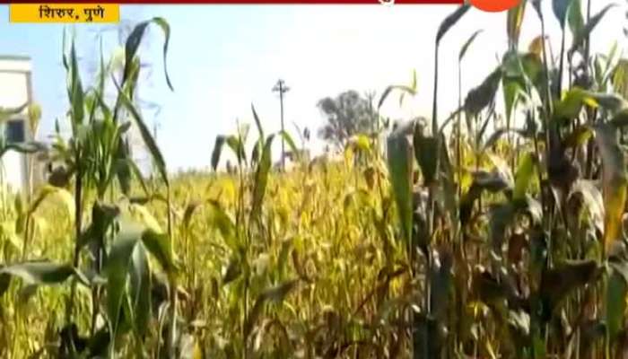 Pune Shirur Farmers In Problem From Pest Attack Crops