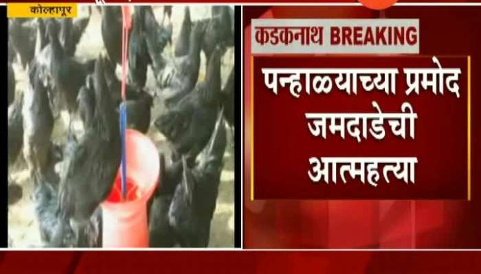 Kolhapur Youth Suicide For Kadaknath Poultry Scam