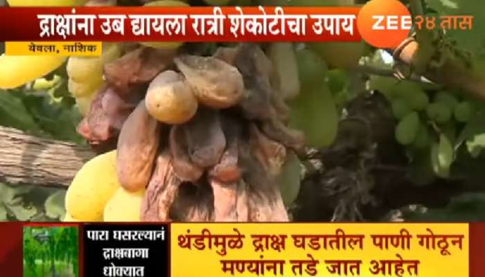 थंडी वाढल्याने द्राक्ष उत्पादकांची चिंता वाढली