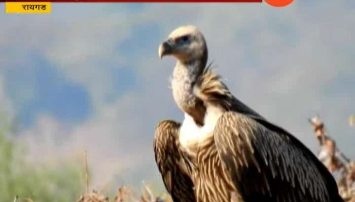 Birds Lover Happy To See Himalayan Griffon Vulture In Raigad