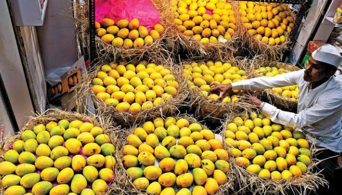 वाशीच्या मार्केटमध्ये 'राजा'चे आगमन; हापूस आंब्याची एक पेटी १० हजाराला