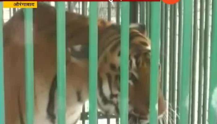 Aurangabad Siddharth Garden And Zoo People Getting Emotional As Two Tigers Moved To Mumbai Zoo