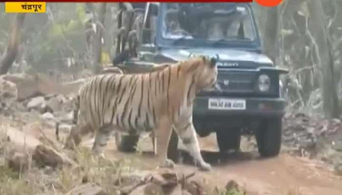 Chandrapur Tadoba Tiger Reserve Tourist Experience Tiger In Front Of Vehicle