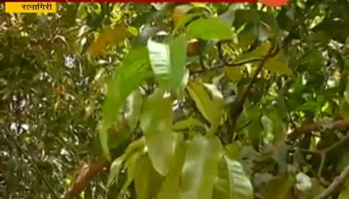 Ratnagiri Mango Affect By Nature