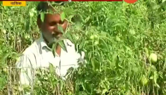 Nashik Farmers Face Fake Seeds