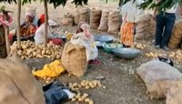 बटाट्याचं गाव! कमी पाण्यात, कमी खर्चात फायदेशीर बटाटा शेती