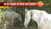 औरंगाबादच्या त्या दोन घोड्यांना दयामरण