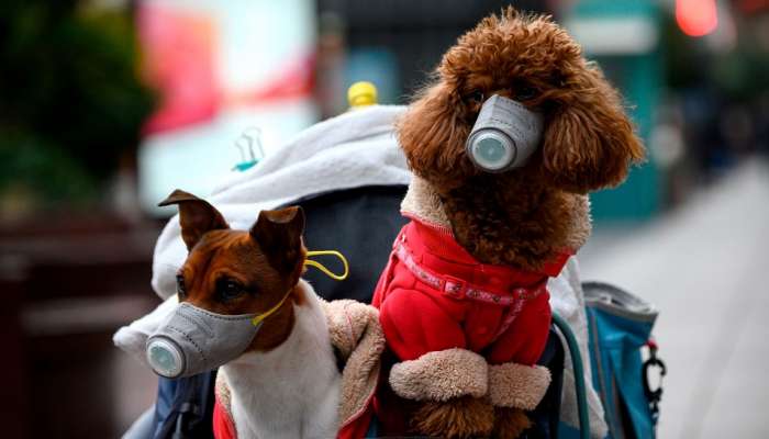 हाँगकाँगच्या कुत्र्याला कोरोना व्हायरसची लागण?