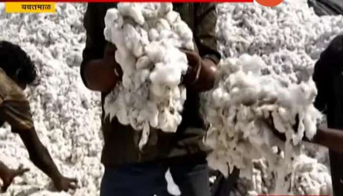 Yavatmal Cotton Farmers In Problem From Unseasonal Rain