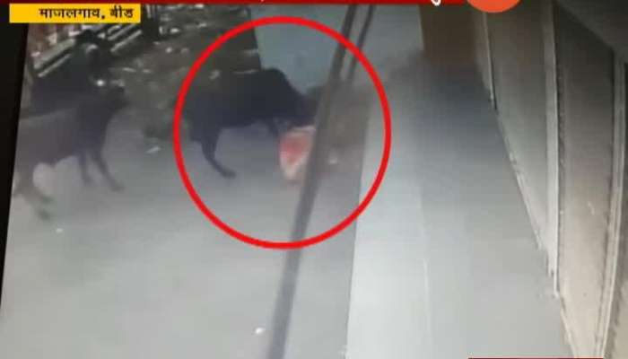 Beed,Mazalgaon Cow Attack On Women