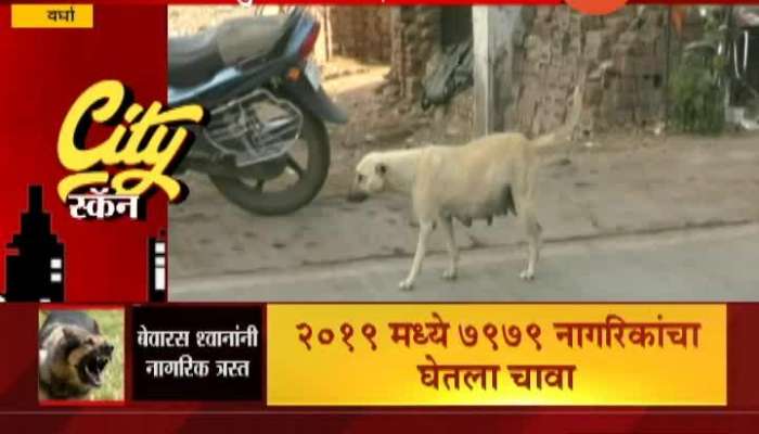 City Scan Wardha Dog Bite