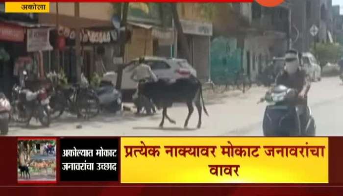 City Scan Akola People Angry And Scared Of Stray Animals As No Solutions On It
