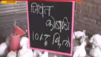अमरावती | जिवंत कोंबडी अवघी १० रुपयांना