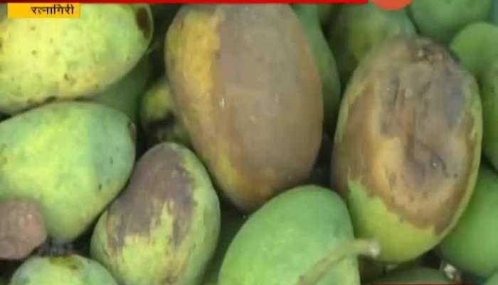 Ratnagiri Mango Farmers Affected From Climate Change