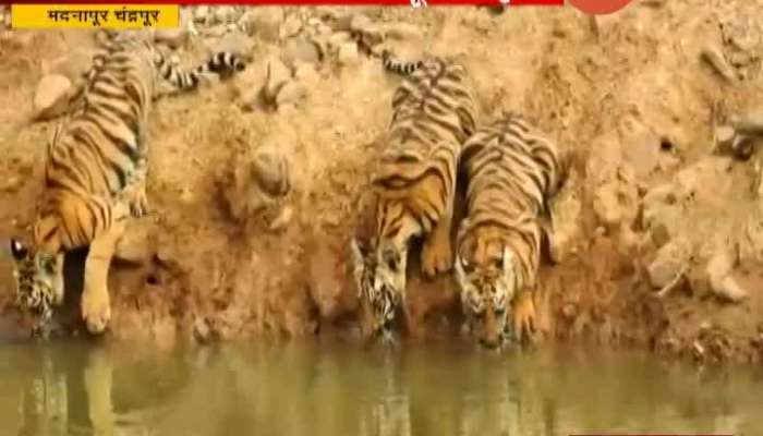 Chandrapur Tiger With Cubs Drinking Water