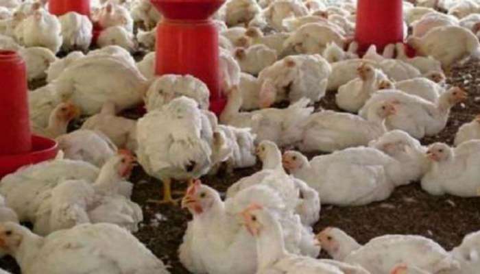 कोरोनाचा फटका, अंड्याच्या भावात कोंबड्यांची विक्री