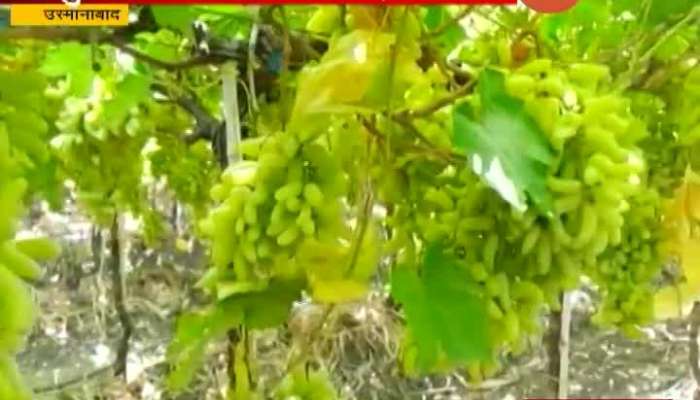 Osmanabad Grapes Farmers Earning Profit From Export In Good Demand