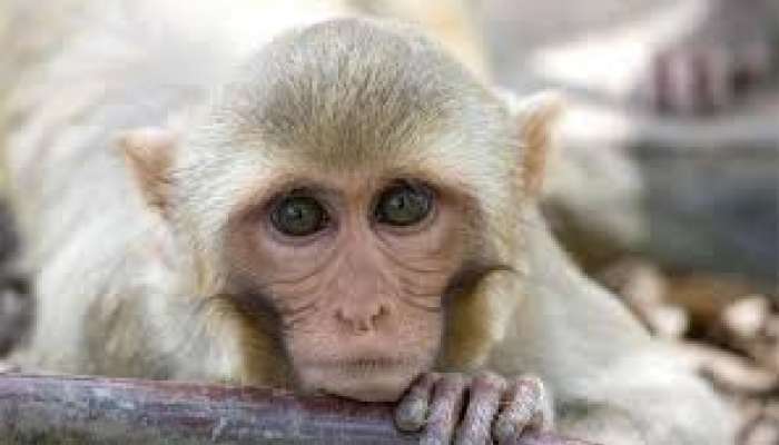 कोरोना व्हायरस : वैज्ञानिकांनी माकडांमध्ये विकसीत केली रोगप्रतिकारशक्ती
