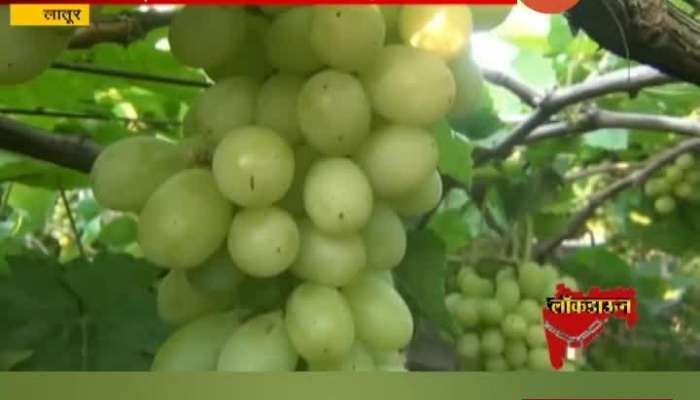 Latur Coronavirus Affect On Grapes