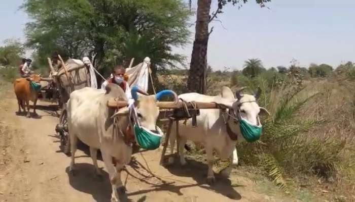 कोरोना : काही शेतकऱ्यांनी लावले बैलांना मास्क, यावर डॉक्टर म्हणाले...