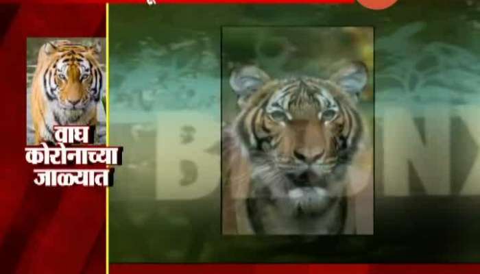 TIGER AFFECTED BY CORONA SPL REPORT