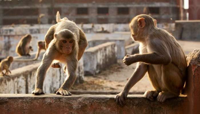 VIDEO: खेड्यांकडे चला! कोरोनामुळे शहरी भागातील माकडांचे स्थलांतर
