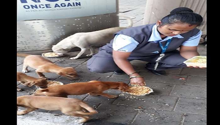 महापौरांनी ऐकली मुक्या प्राण्यांची हाक, तिन्ही वेळच्या खाण्याची सोय होणार 