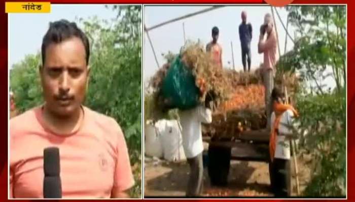 Nanded Farmer Destroyed Tomato Farm For No Demand And No Price In Market.