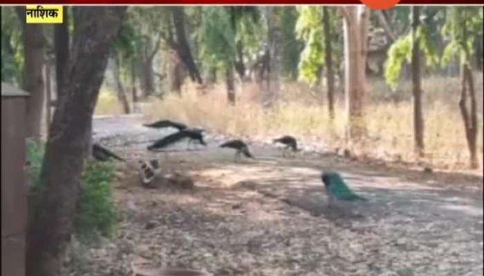 Nashik Peacock From Jungle Moving To Human Habitation In Search Of Food