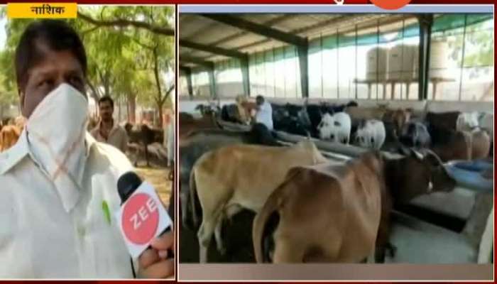 Nashik Zee24Taas Impact Animals Facing Lockdown Situations