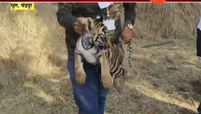 MUL CHANDRAPUR IN SUSHI DABGAON FOUND TIGERS CALF