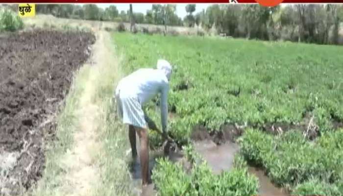 Dhule Farmers In Problem As No Labour Found To Work