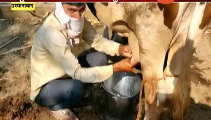 OSMANABAD NO DEMAND FOR MILK FARMERS IN LOSS