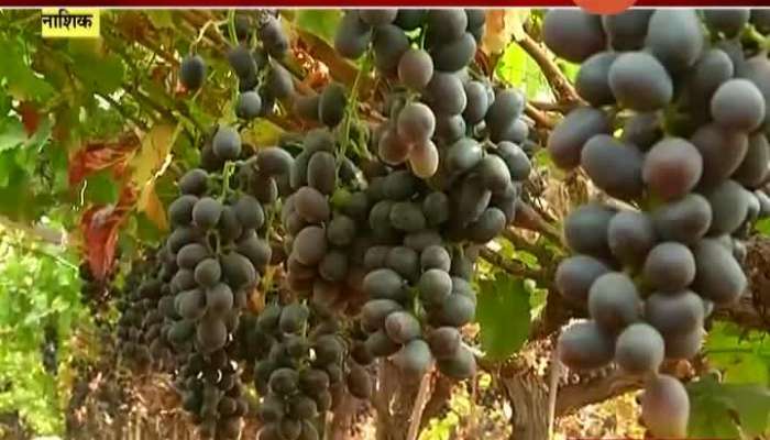 Nashik Winery Showing Intrest In Buying Left Over Grapes Form Export