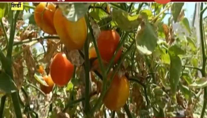 Shirdi Farmers In Problem As Tomato Shape And Color Changed From Unknown Diseases