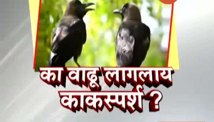 Pune Bhor Why Crow Is Aggressive
