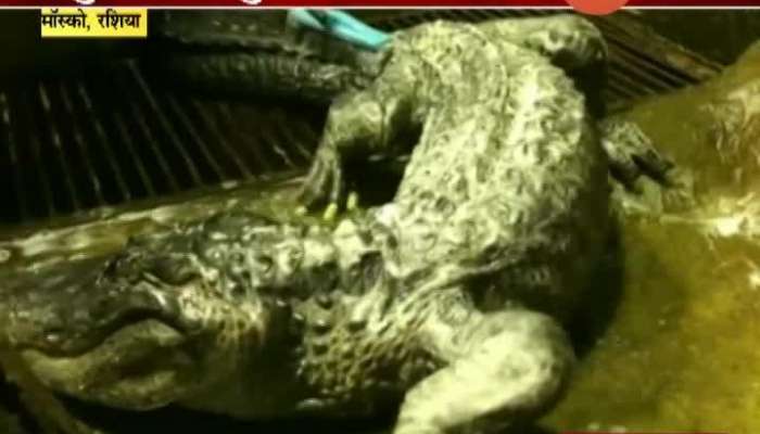 Russia,Mosco Hitler_s Alligator That Survived Battled Of Berlin Dies