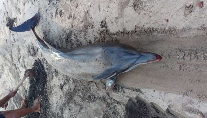 कोकण किनारपट्टीवर डॉल्फिन माशांचे वाढते मृत्यू