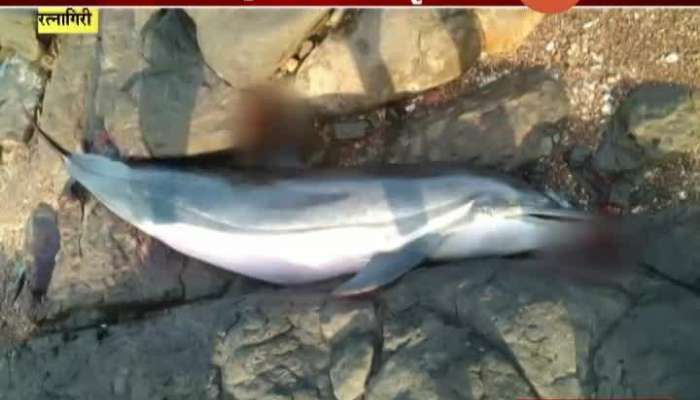 Ratnagiri Virus Kills Dolphins