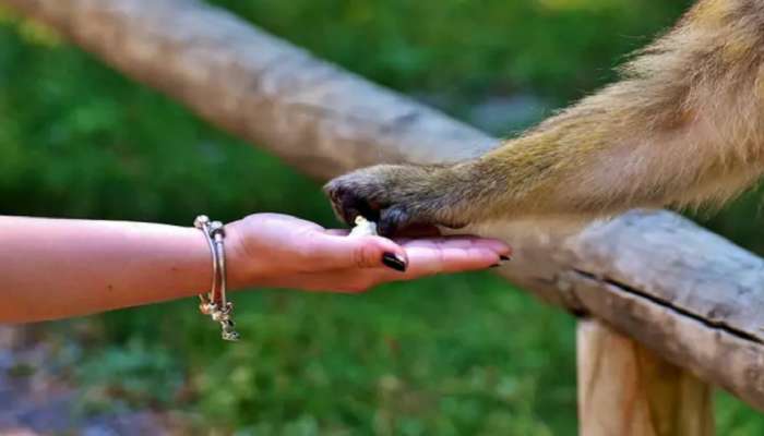 पहिल्यांदाच रेड झोनमधून आलेल्या 'या' प्राण्याला केलं क्वारंटाईन