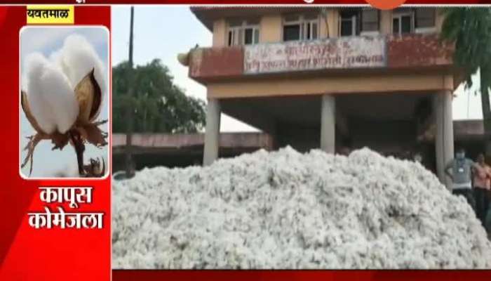 Yavatmal Cotton Growing Farmers Getting Agressive As They Burnt Cotton In Market Yard