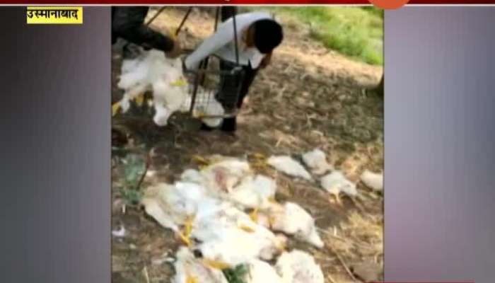 Osmanabad Poultry Farmers Hit By Heatstroke