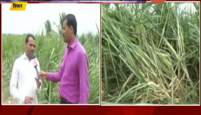 Pune Shirur Farmers On Farm Majorly Destroyed From Nisarga Cyclone