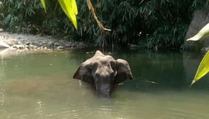 यामुळे झाला हत्तीणीचा मृत्यू, पोस्टमॉर्टम रिपोर्टमधील प्राथमिक कारण