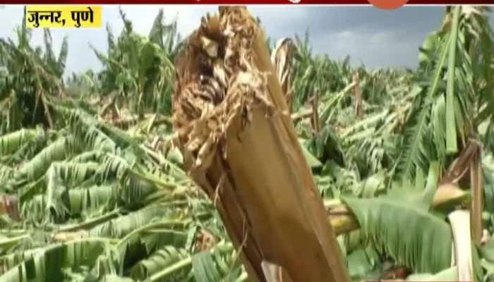 Pune Junnar Bannana Growing Farmers Farm Destroyed In Nisarga Cyclone